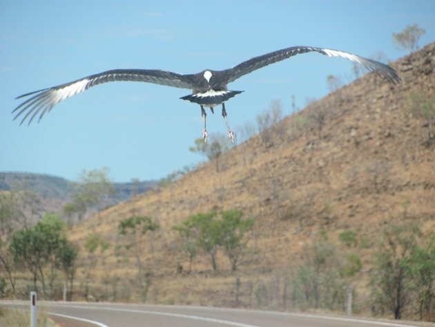 black-necked-stork-on-the-highway-8