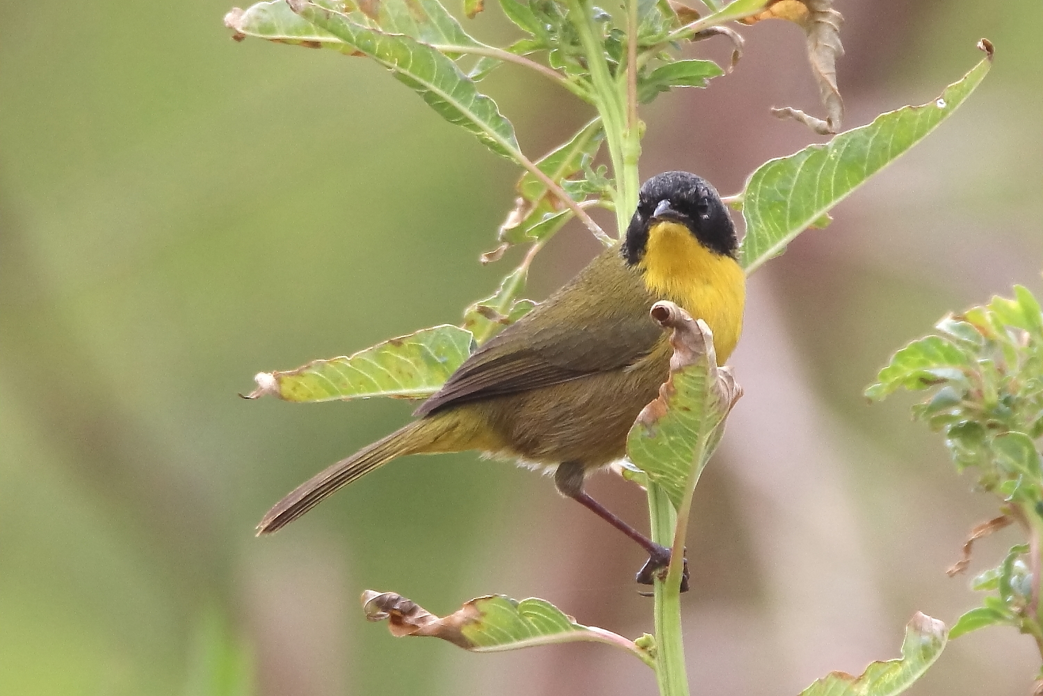 All Is Now not Misplaced, Section II