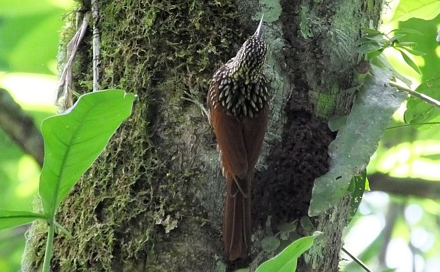 black-striped-woodcreeper