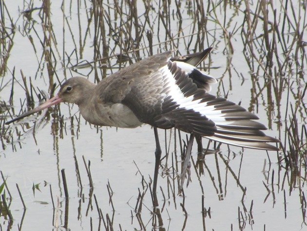 black-tailed-godwit-3