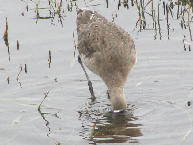 black-tailed-godwit