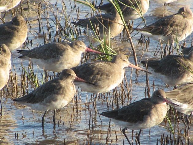 black-tailed-godwits