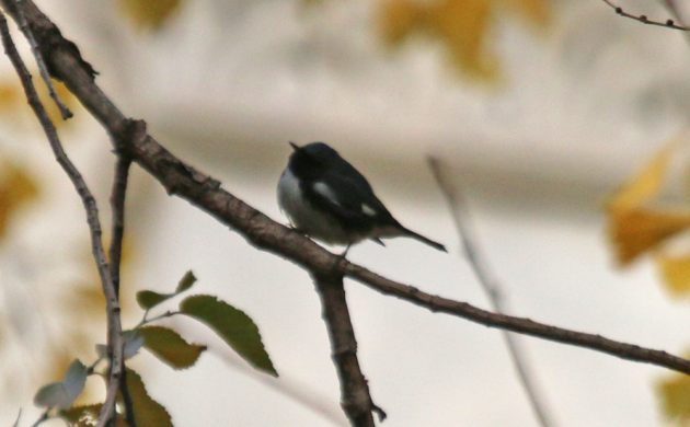 black-throated-blue-warbler