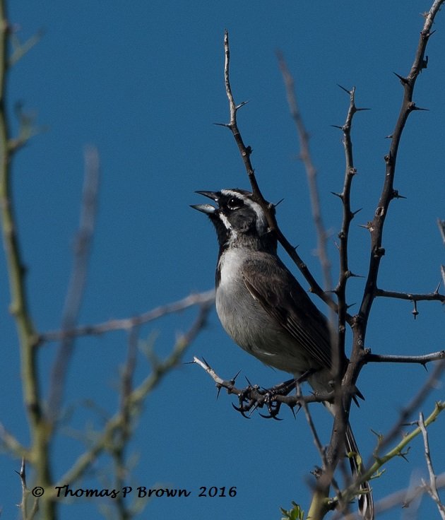 black-throated-sparrow