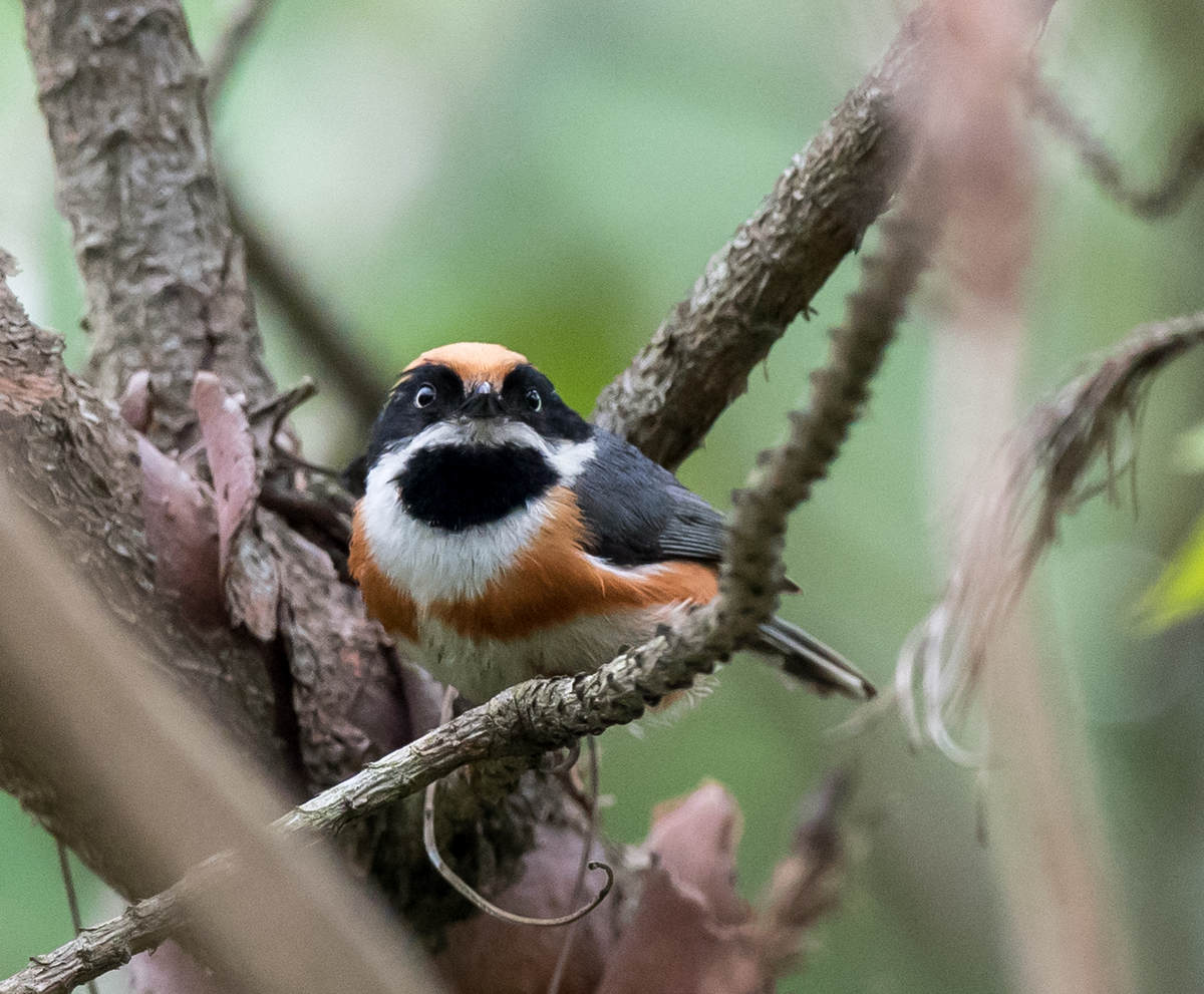 Birding Wuyuan, China - 10,000 Birds