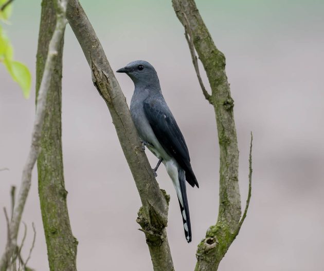 Animalstuffstore Black-winged-Cuckoo-Shrike_DSC0138_Nanhui_May-20-2023-630x528 Birding Shanghai in Could 2023 – Half 2 – 10,000 Birds Bird  