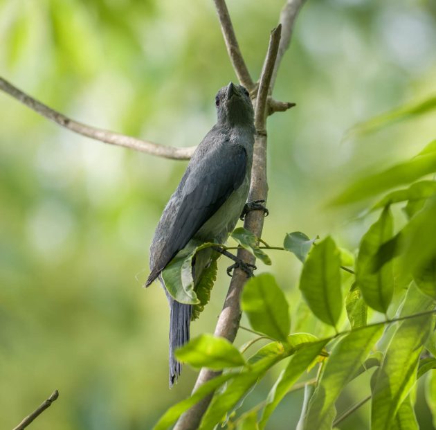Animalstuffstore Black-winged-Cuckoo-Shrike_DSC0538_Fengxian_Jun-16-2023-630x621 Birding Shanghai in June 2023 – 10,000 Birds Bird  