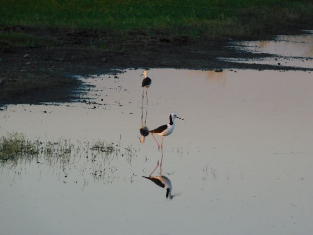 Animalstuffstore Black-winged-Stilt-17 Sundown birding from the freeway – 10,000 Birds Bird  