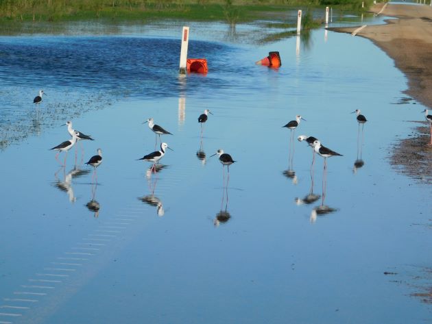 Animalstuffstore Black-winged-Stilt-on-the-highway Pure occasions in Broome – 10,000 Birds Bird  