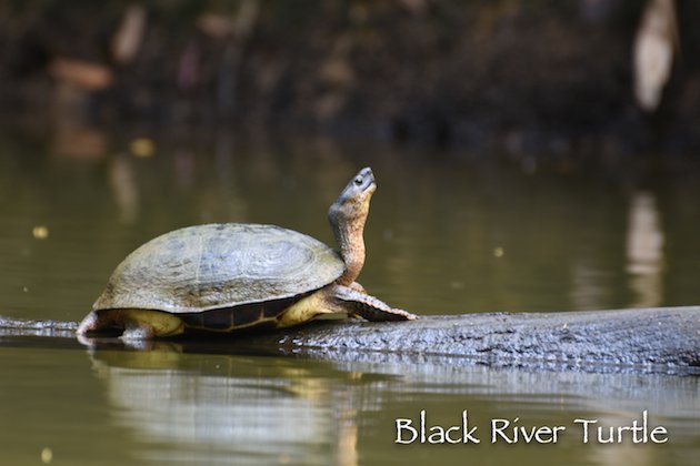 Black River Turtle