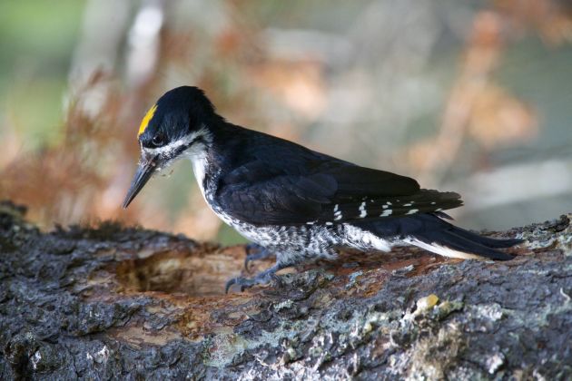 Black-backed Woodpecker