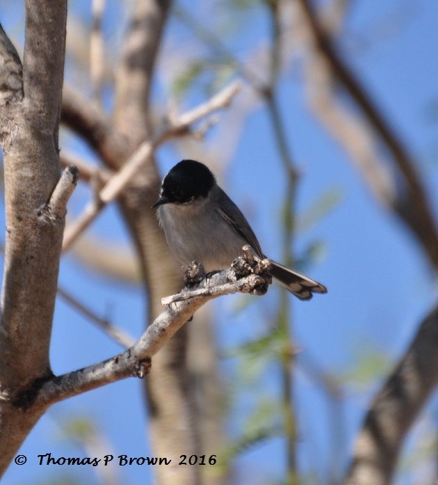 Blacktailed Gnatcacther (5)