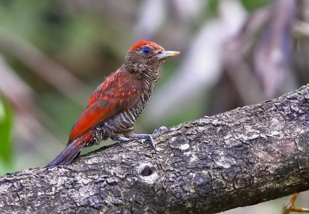 Blood-colored Woodpecker