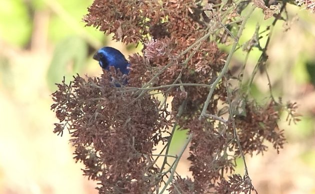 Animalstuffstore Blue-Bunting-1-630x389 Birding Ixtapa/Zihuatanejo – 10,000 Birds Bird  