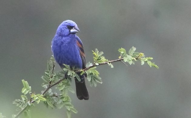 Animalstuffstore Blue-Grosbeak-3-Las-Mesas-agosto-2022-2-630x389 Why You Ought to Make Mates with Biologists – 10,000 Birds Bird  