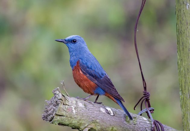 Animalstuffstore Blue-Rock-Thrush_DSC0615_Nanhui_May-21-2023-630x433 Birding Shanghai in Could 2023 – Half 2 – 10,000 Birds Bird  