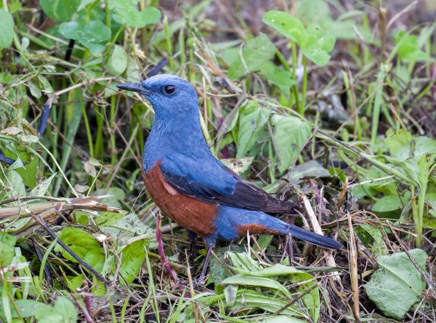 Animalstuffstore Blue-Rock-Thrush_DSC0659_Nanhui_May-21-2023-630x467 Birding Shanghai in Could 2023 – Half 2 – 10,000 Birds Bird  
