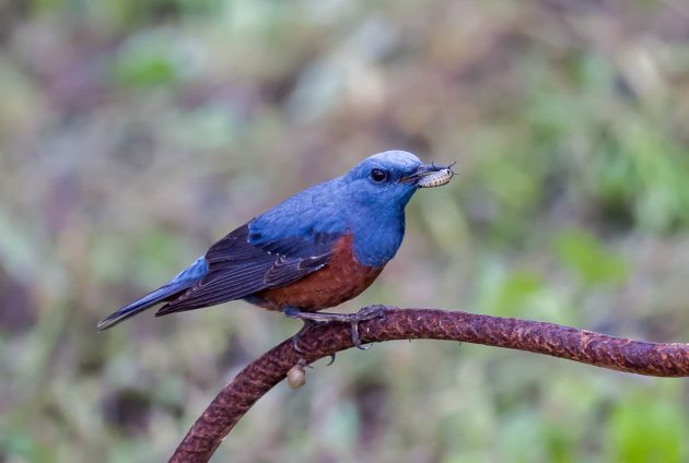 Animalstuffstore Blue-Rock-Thrush_DSC0712_Nanhui_May-21-2023-630x424 Birding Shanghai in Could 2023 – Half 2 – 10,000 Birds Bird  