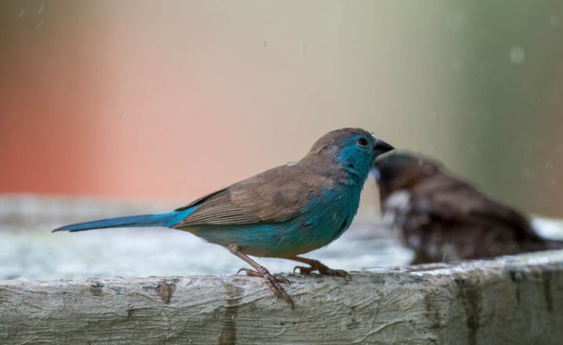 Animalstuffstore Blue-Waxbill_DSC6543_Ndumo-Nov-2018-630x386 Birding the Ndumo space, South Africa – 10,000 Birds Bird  
