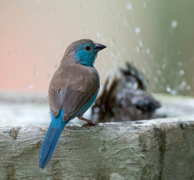 Animalstuffstore Blue-Waxbill_DSC6552_Ndumo-Nov-2018-630x584 Birding the Ndumo space, South Africa – 10,000 Birds Bird  