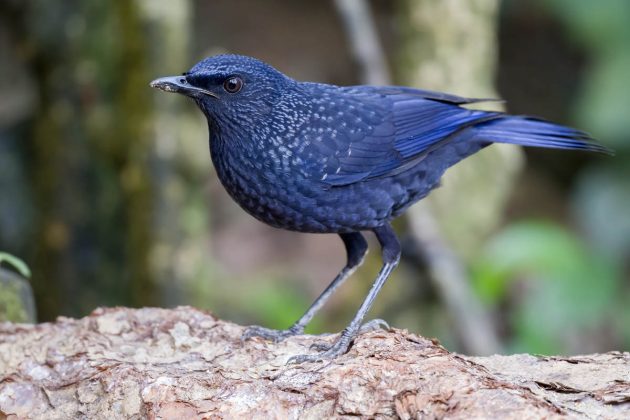 Animalstuffstore Blue-Whistling-Thrush_DSC0561_Napo-Dec-24-2022-1-630x420 Birding Napo, Guangxi, China – half 1 – 10,000 Birds Bird  