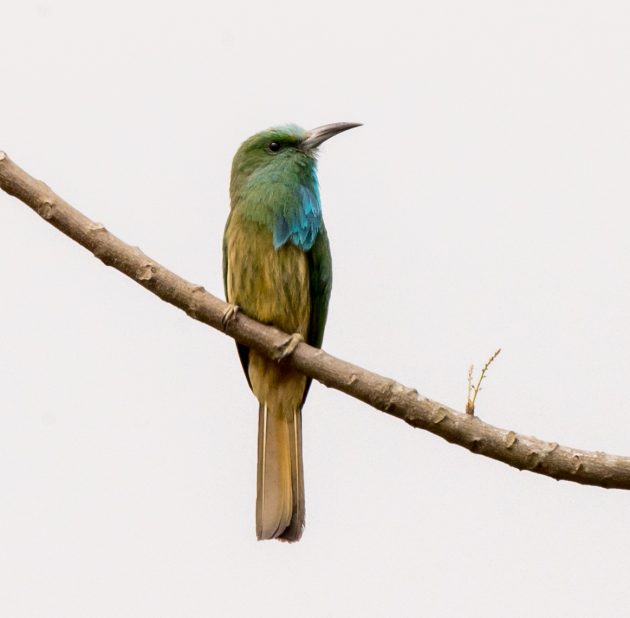 Animalstuffstore Blue-bearded-Bee-eater_DSC3433-Nabang-Mar-2017-630x618 Birding Nabang, Yunnan (2) – 10,000 Birds Bird  