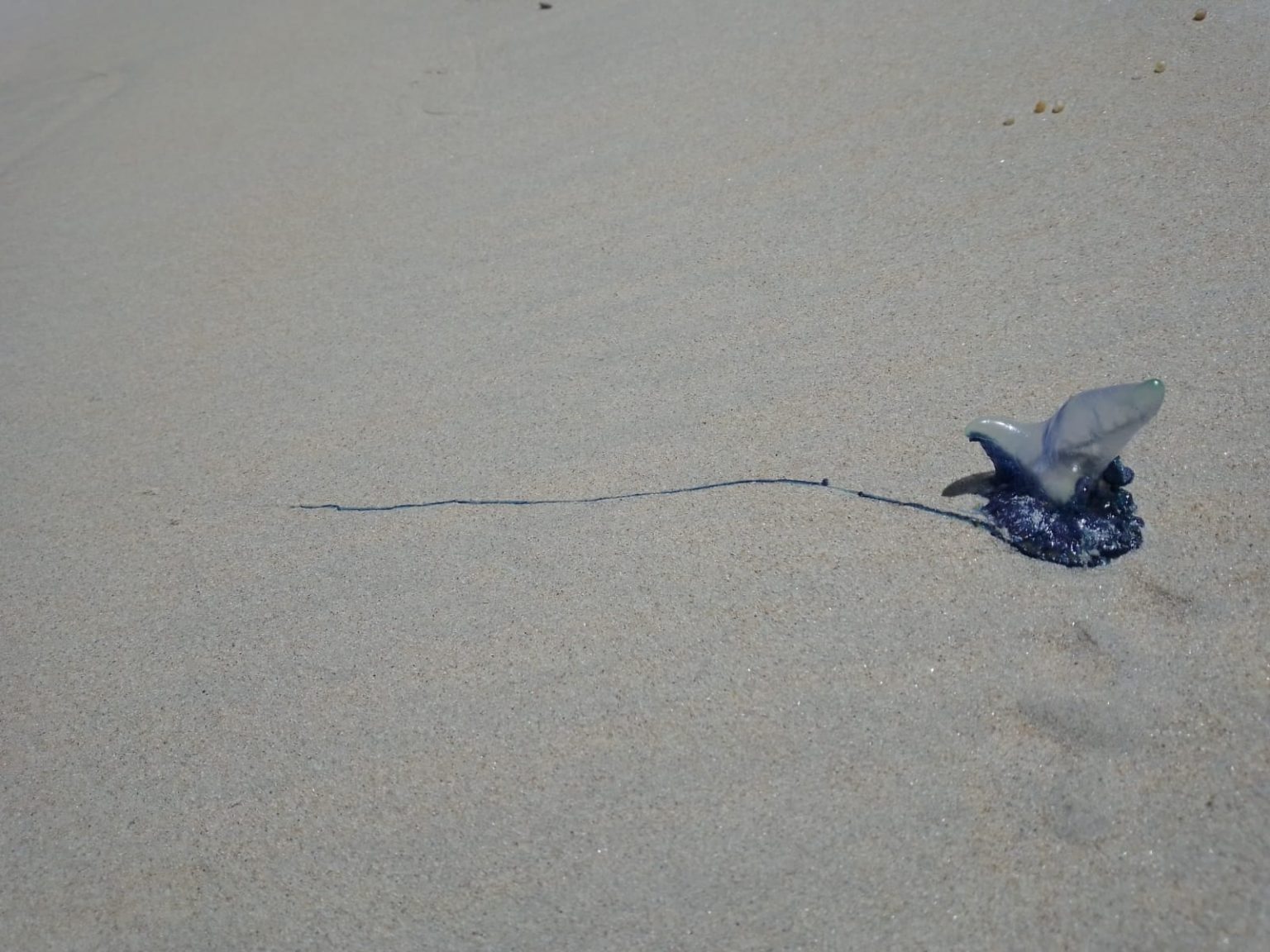 Wedgetailed Shearwater at Cable Beach 10,000 Birds