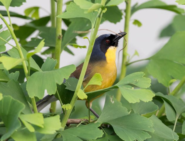 Animalstuffstore Blue-crowned-Laughingthrush_DSC2682-Wuyuan-May-2017-630x482 Birding Wuyuan, China – 10,000 Birds Bird  