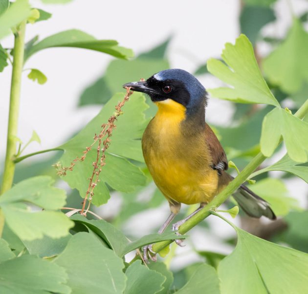 Animalstuffstore Blue-crowned-Laughingthrush_DSC2807-Wuyuan-May-2017-2-630x601 Birding Wuyuan, China – 10,000 Birds Bird  