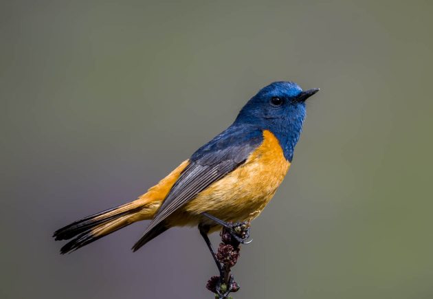 Animalstuffstore Blue-fronted-Redstart_DSC0442_Balangshan_Jun-05-2023-630x435 Birding Balangshan (peak space) in June 2023 – 10,000 Birds Bird  