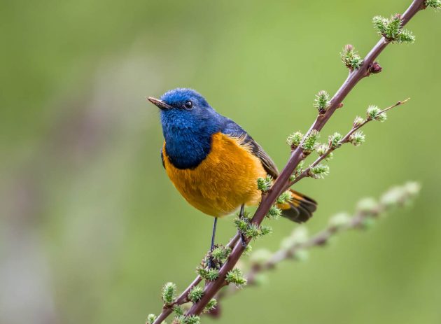 Animalstuffstore Blue-fronted-Redstart_DSC0581_Balangshan_Jun-05-2023-630x463 Birding Balangshan (peak space) in June 2023 – 10,000 Birds Bird  