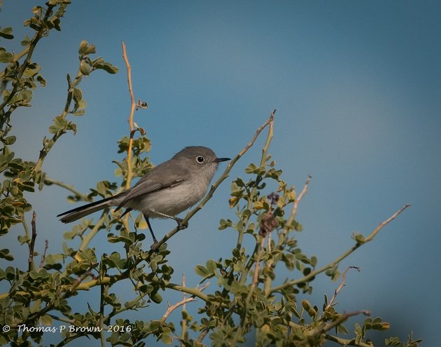 Blue-gray Gnatcatcher (1)