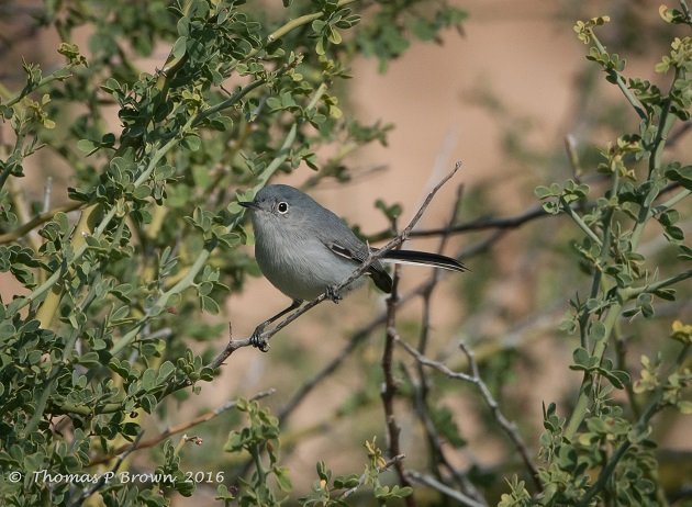 Blue-gray Gnatcatcher (2)