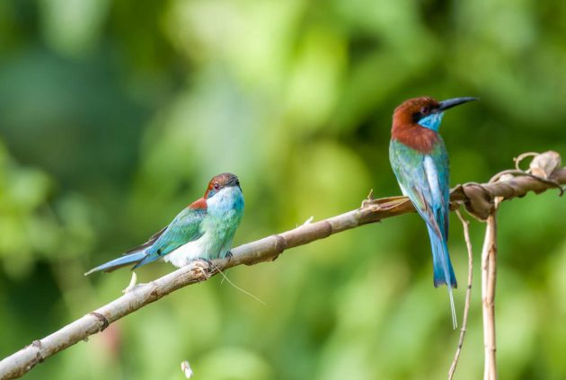 Animalstuffstore Blue-throated-Bee-eater_DSC8724_Tabin_Jul-14-2023-630x423 Birding Tabin, Sabah, Borneo – 10,000 Birds Bird  