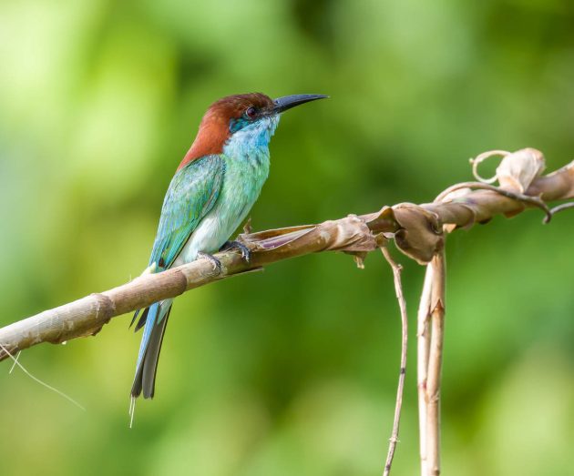 Animalstuffstore Blue-throated-Bee-eater_DSC8851_Tabin_Jul-14-2023-630x523 Birding Tabin, Sabah, Borneo – 10,000 Birds Bird  