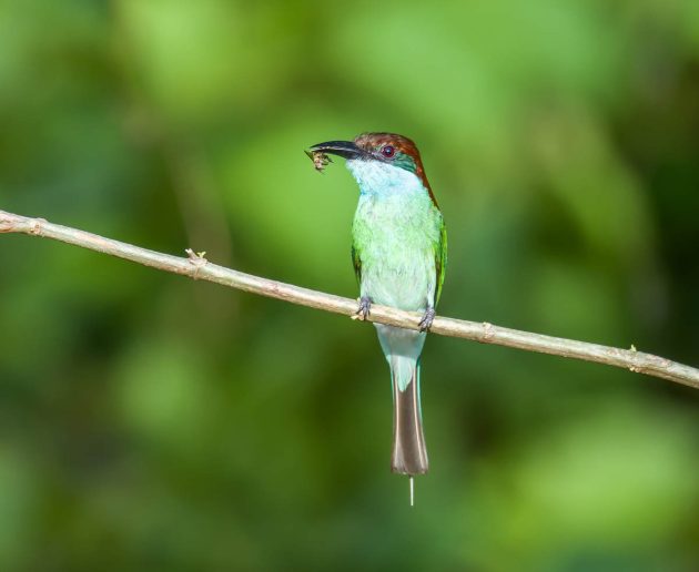 Animalstuffstore Blue-throated-Bee-eater_DSC8878_Tabin_Jul-14-2023-630x516 Birding Tabin, Sabah, Borneo – 10,000 Birds Bird  