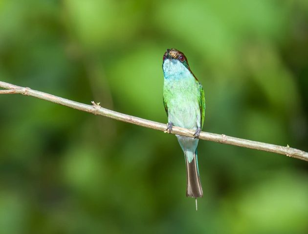 Animalstuffstore Blue-throated-Bee-eater_DSC8880_Tabin_Jul-14-2023-630x478 Birding Tabin, Sabah, Borneo – 10,000 Birds Bird  