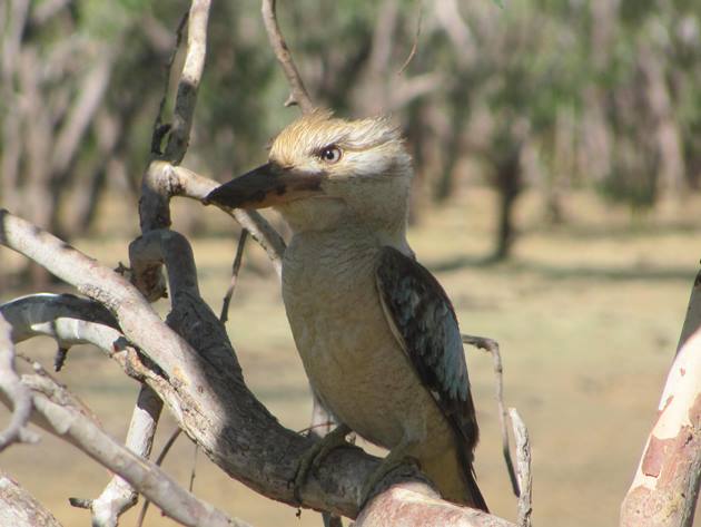 Blue-winged Kookaburras at Ellendale Dam - 10,000 Birds