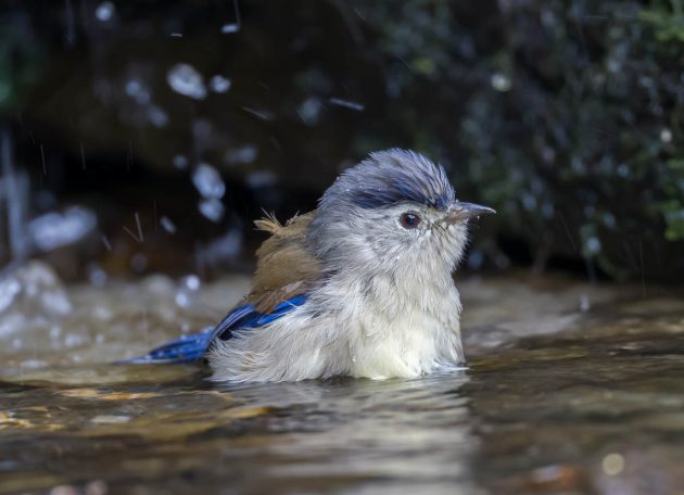 Animalstuffstore Blue-winged-Minla_DSC9753_Napo-Dec-24-2022-2-630x456 Birding Napo, Guangxi, China – half 2 – 10,000 Birds Bird  
