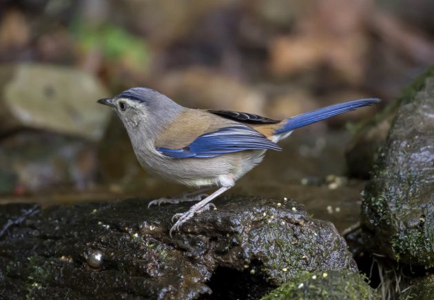Animalstuffstore Blue-winged-Minla_DSC9772_Napo-Dec-24-2022-1-630x435 Birding Napo, Guangxi, China – half 2 – 10,000 Birds Bird  