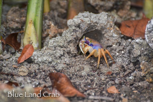 Blue Land Crab