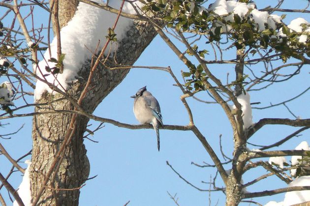 Blue Jay in the snow