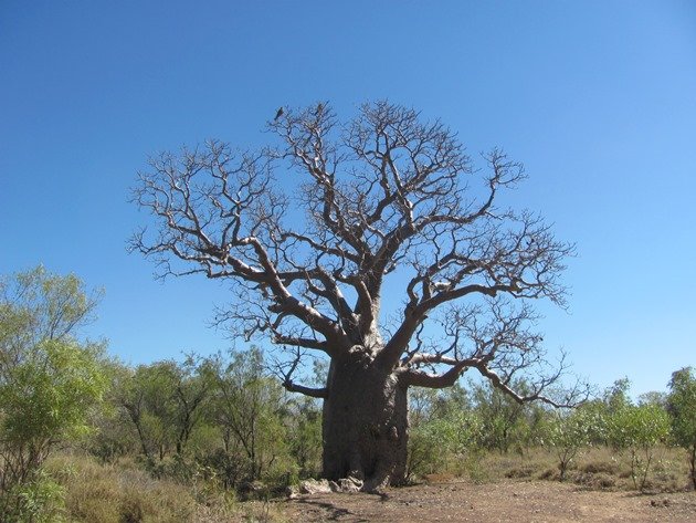 Boab tree