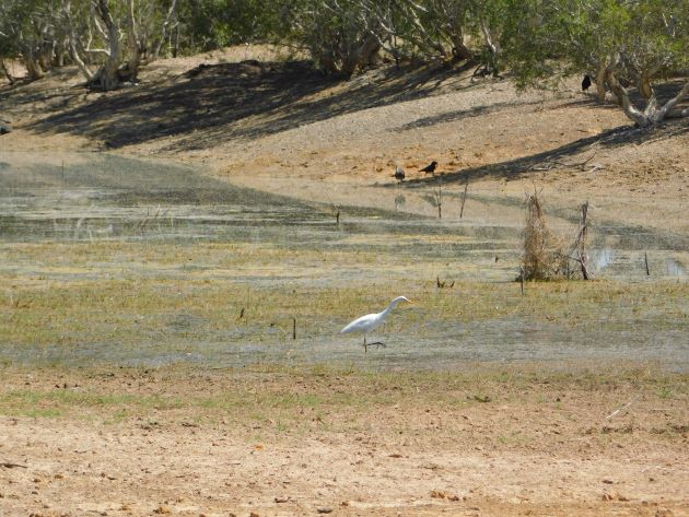Animalstuffstore Borrow-pit-birds-9 Borrow pit birding close to Broome – 10,000 Birds Bird  