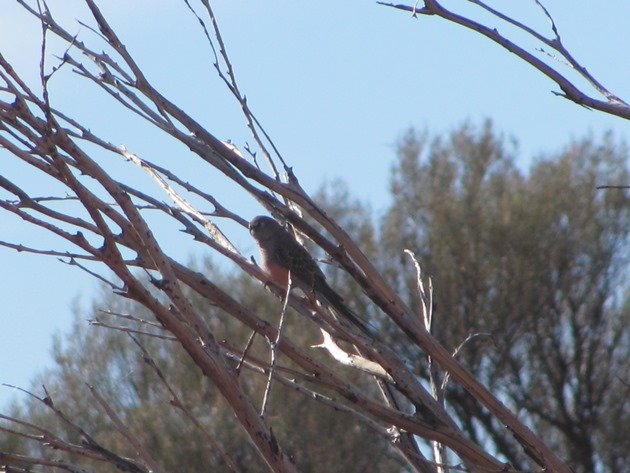 Bourke's Parrot