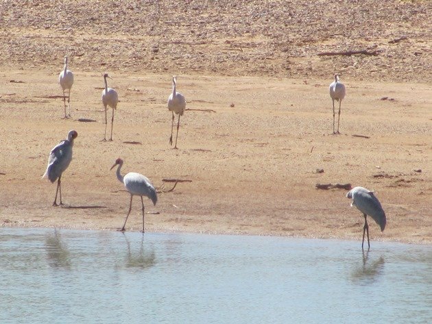 Brolga