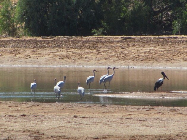 Brolga & Black-necked Stork