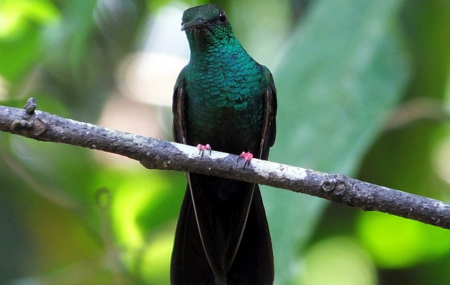Animalstuffstore Bronze-tailed-Plumeleteer Highlights from the 2022 Arenal Christmas Rely in Costa Rica – 10,000 Birds Bird  