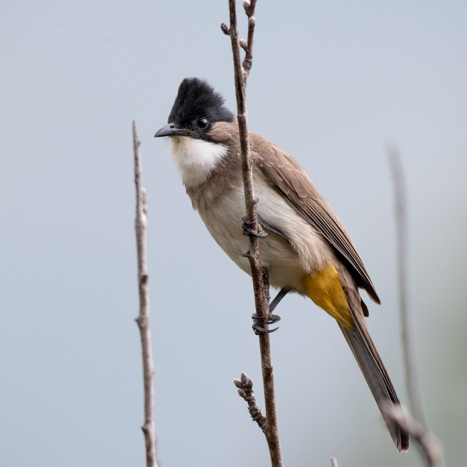 Pycnonotidae A Critical Review 10,000 Birds