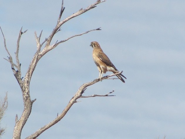 Brown Falcon